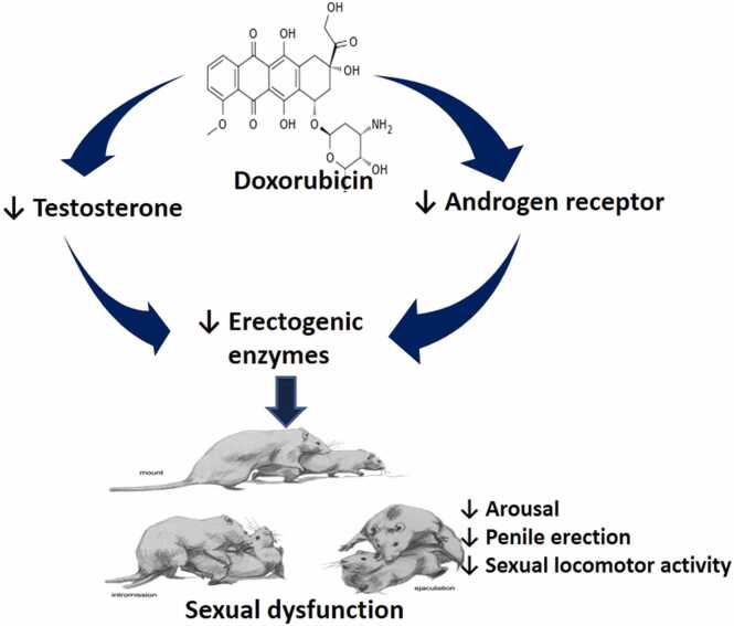 Ferroptotic- and non-ferroptotic mechanisms associated with doxorubicin-induced male reproductive dysfunction.