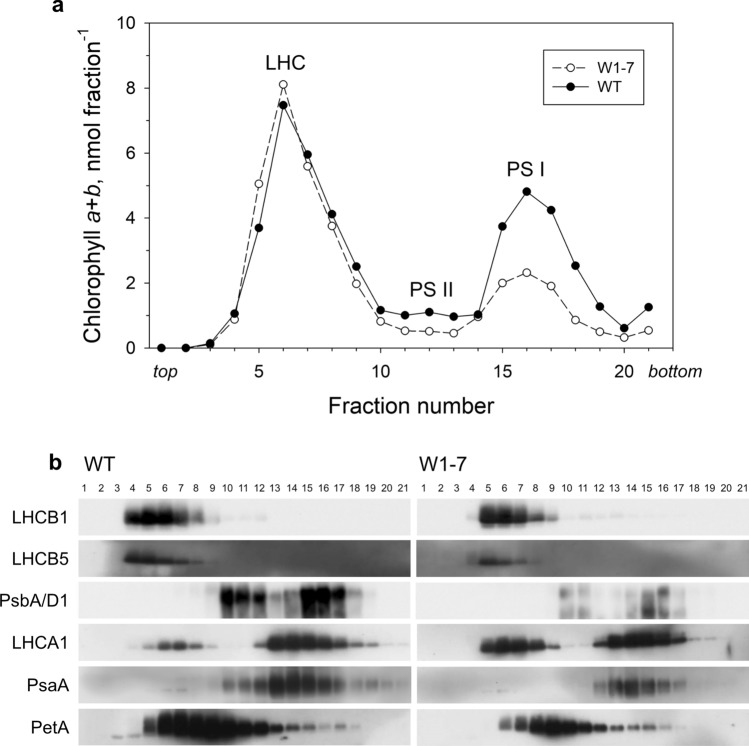 Iron allocation to chloroplast proteins depends on the DNA-binding protein WHIRLY1.