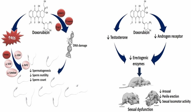 Ferroptotic- and non-ferroptotic mechanisms associated with doxorubicin-induced male reproductive dysfunction.