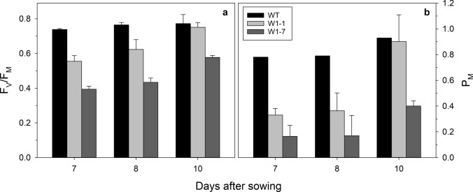 Iron allocation to chloroplast proteins depends on the DNA-binding protein WHIRLY1.