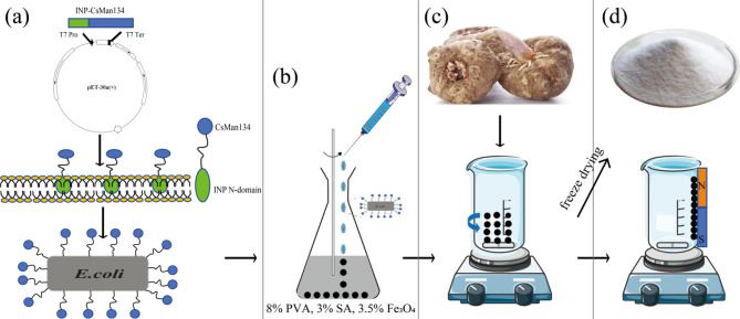 Harnessing magnetic cross-linked cell aggregates (CLCAs) for cost-effective preparation of Konjac mannan-oligosaccharide.