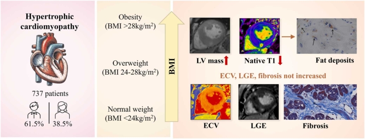 Effect of obesity on myocardial tissue characteristics in patients with hypertrophic cardiomyopathy: a cardiovascular magnetic resonance-based study.