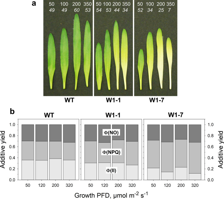 Iron allocation to chloroplast proteins depends on the DNA-binding protein WHIRLY1.