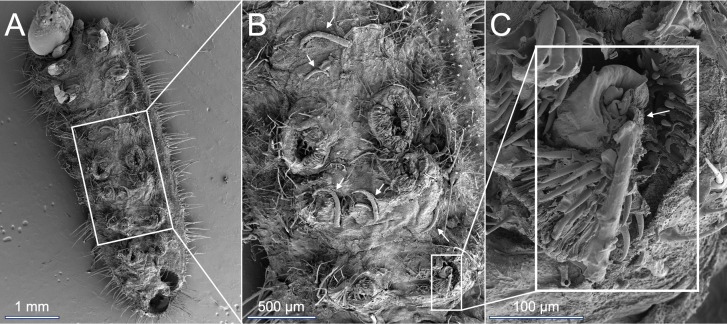 Arms race of physical defences: hooked trichomes of <i>Macaranga</i> ant-plants kill lycaenid caterpillars, but one specialist has a counter-defence.