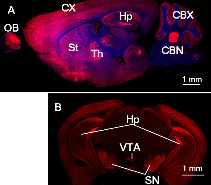 α-Synuclein-Assembled Synaptic Vesicle Pools at the Presynaptic Terminal: A Study of α-Synuclein Function Using a Novel Mouse Model.