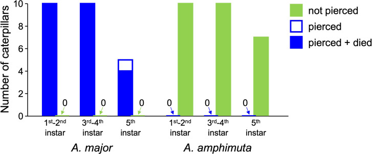 Arms race of physical defences: hooked trichomes of <i>Macaranga</i> ant-plants kill lycaenid caterpillars, but one specialist has a counter-defence.