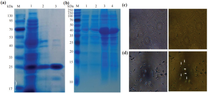 Harnessing magnetic cross-linked cell aggregates (CLCAs) for cost-effective preparation of Konjac mannan-oligosaccharide.