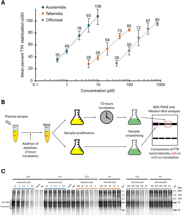 Differential Binding Affinities and Kinetics of Transthyretin Stabilizers.