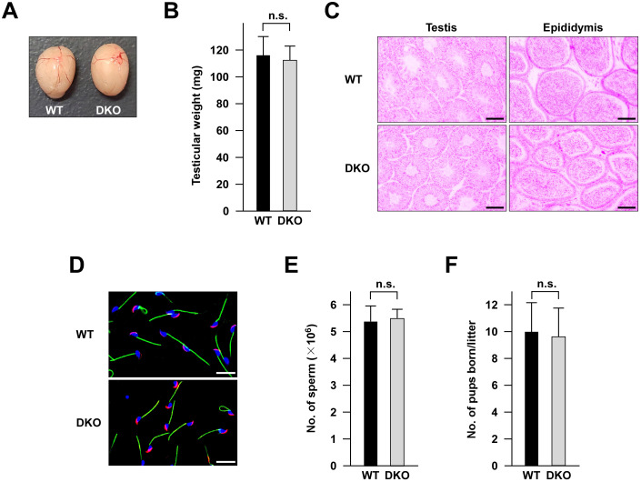 Mice lacking two testis-specific cytoplasmic poly(A)-binding proteins, PABPC2 and PABPC6, exhibit normal spermatogenesis and fertility.