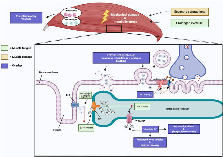 Overlaps of Skeletal Muscle Fatigue and Skeletal Muscle Damage: The Muscle Injury Continuum.