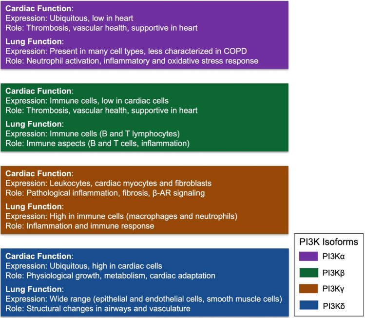 PI3K Inhibitors as Potential Therapeutic Agents for the Treatment of COPD with Associated Atherosclerosis.