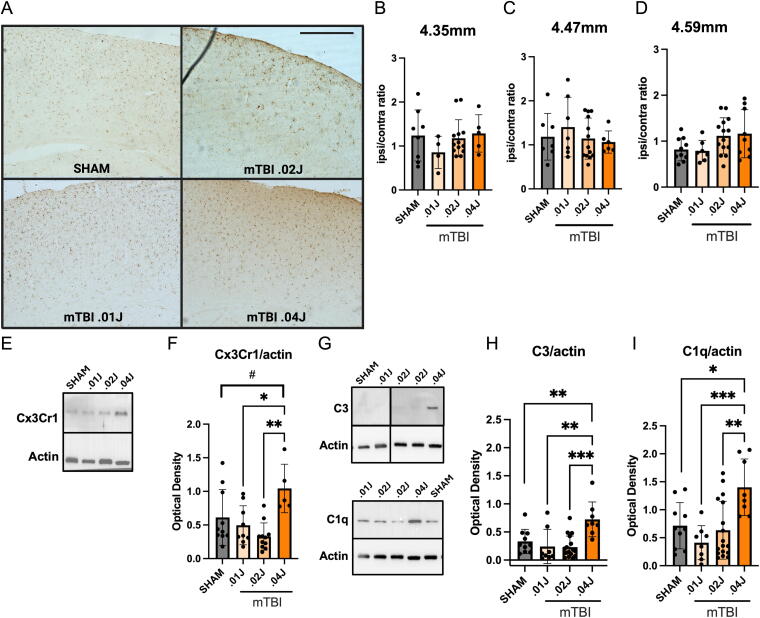 Early-Life Mild Traumatic Brain Injury Alters Neurodevelopment and Behavior in Mice.