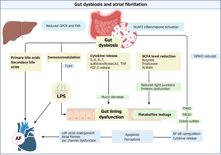 Impact of gut microbiome on atrial fibrillation: Mechanistic insights and future directions in individualized medicine.