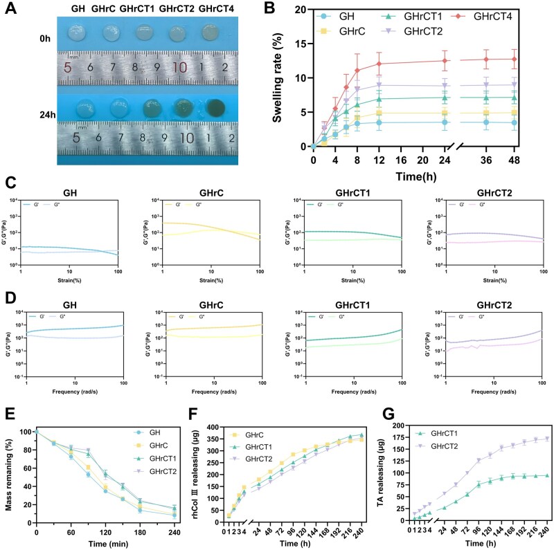 Gelatin/hyaluronic acid-based <i>in situ</i> forming hydrogel promotes wound regeneration by the synergy of ROS-scavenging and pro-healing activity.