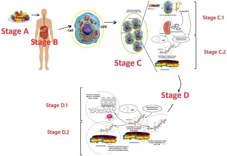 The concept of biophotonic signaling in the human body and brain: rationale, problems and directions.