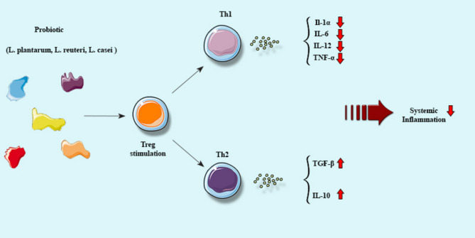 The role of probiotics in promoting systemic immune tolerance in systemic lupus erythematosus.