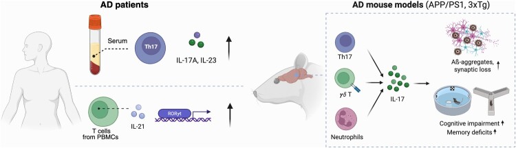 The role of interleukin-17 in neurological disorders.
