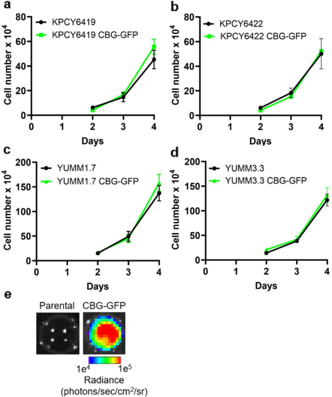 Immune Response to Bioluminescence Imaging Reporters in Murine Tumor Models.