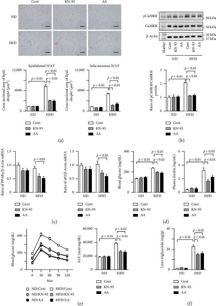 Calcium/Calmodulin-Dependent Protein Kinase II Inhibitors Mitigate High-Fat Diet-Induced Obesity in Mice.