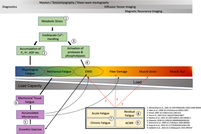 Overlaps of Skeletal Muscle Fatigue and Skeletal Muscle Damage: The Muscle Injury Continuum.