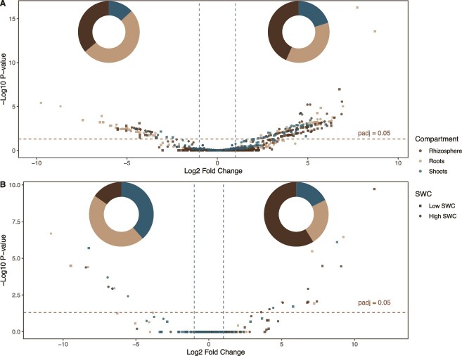 Potential mode of action of multispecies inoculums on wheat growth under water stress.