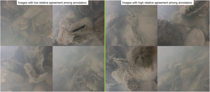 Is AI currently capable of identifying wild oysters? A comparison of human annotators against the AI model, ODYSSEE.