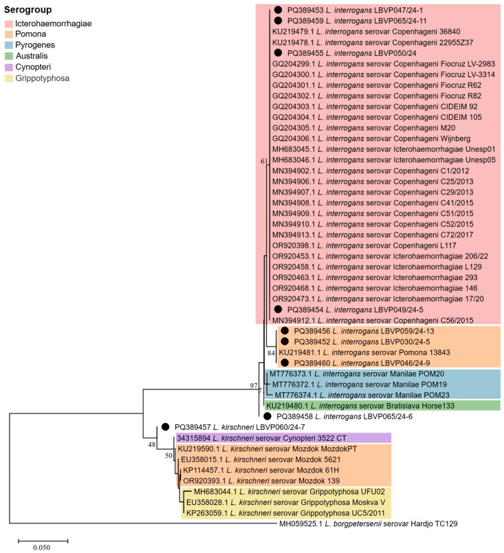 Canine Leptospirosis in Flood-Affected Areas of Southern Brazil: Molecular Assessment and Public Health Implications.