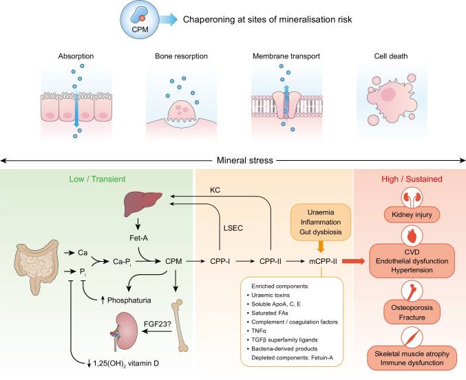 The formation and function of calciprotein particles.