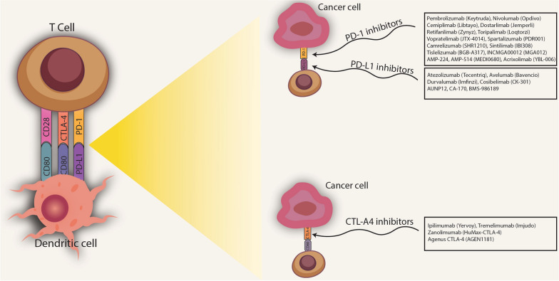 Exosomal biomarkers and immune checkpoint inhibitors: advancements and future prospects.