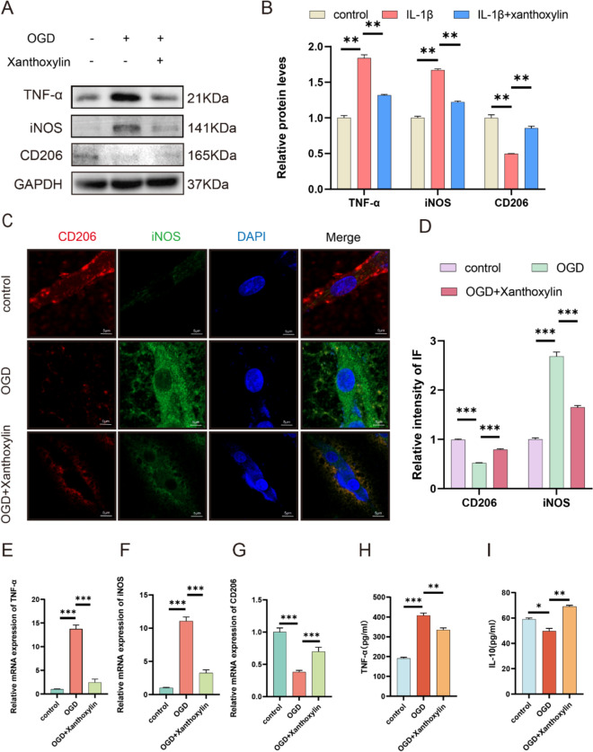 Xanthoxylin Regulating the Inflammatory Microenvironment After Spinal Cord Injury Through Inhibition of the NF-κB Signaling Pathway.
