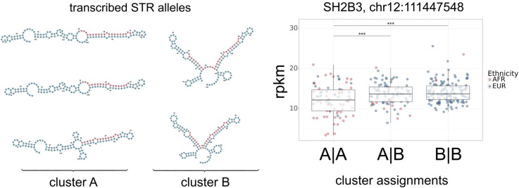 Short tandem repeat variants are possibly associated with RNA secondary structure and gene expression.