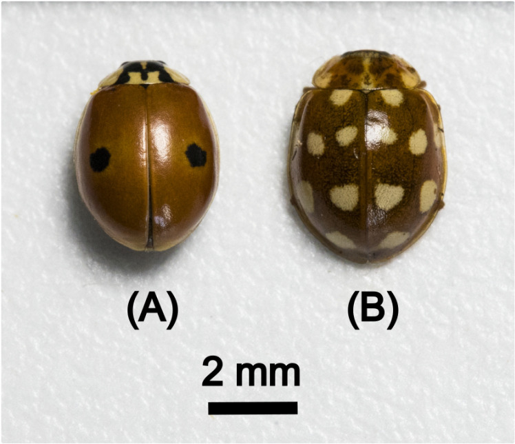 Decoding ladybird's colours: Structural mechanisms of colour production and pigment modulation.