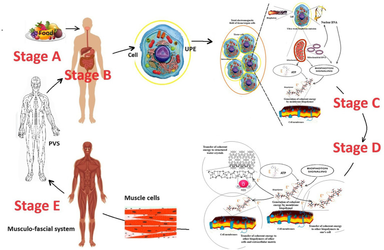 The concept of biophotonic signaling in the human body and brain: rationale, problems and directions.
