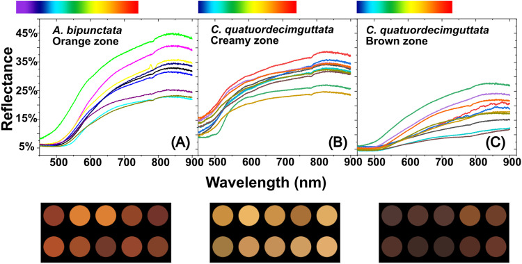 Decoding ladybird's colours: Structural mechanisms of colour production and pigment modulation.