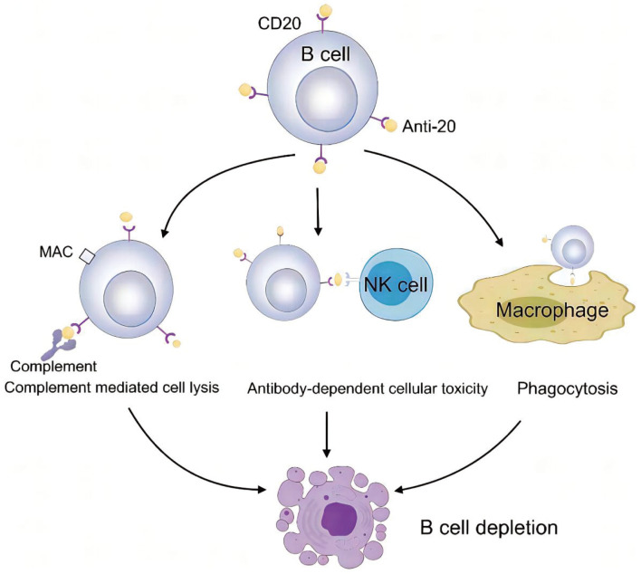 The Role of Novel Immunomodulators in the Treatment of Autoimmune Hepatitis.