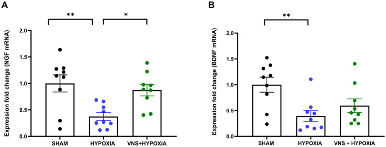 Vagus nerve stimulation ameliorates cognitive impairment caused by hypoxia.