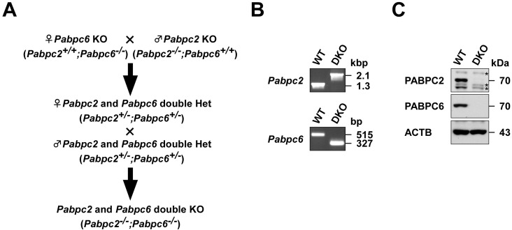 Mice lacking two testis-specific cytoplasmic poly(A)-binding proteins, PABPC2 and PABPC6, exhibit normal spermatogenesis and fertility.