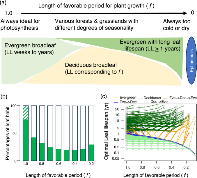 Leaf economics of deciduous and evergreen plants: how do they exhibit trait optimization under resource variations and environmental constraints.