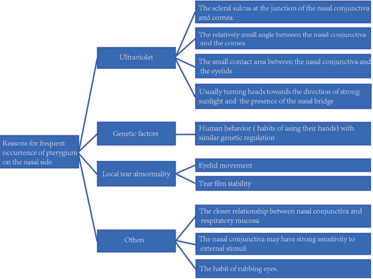 Review of the Frequent Occurrence of Pterygium on the Nasal Side.