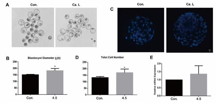 Effects of calcium lactate on in vitro fertilization and embryonic development in cattle.
