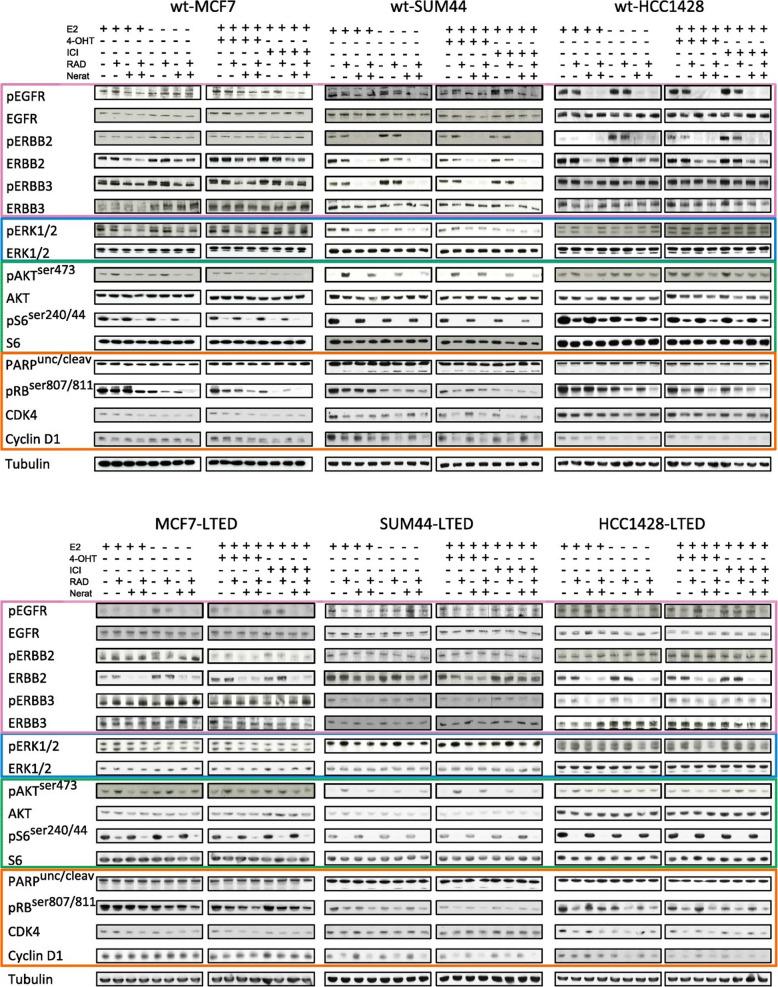 Correction: Targeting tumour re-wiring by triple blockade of mTORC1, epidermal growth factor, and oestrogen receptor signalling pathways in endocrine-resistant breast cancer.