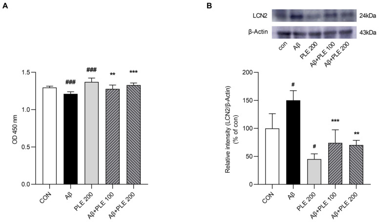 <i>Piper Longum</i>'s Neuroprotective Role Against Amyloid-β and Okadaic Acid-Induced Toxicity in U87MG Cells Through the Lipocalin-2 Pathway.
