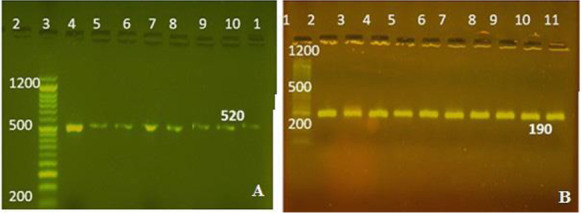 Effects of lactic acid bacteria isolated from dairy products on lipid pattern of rats fed with a high fat diet.