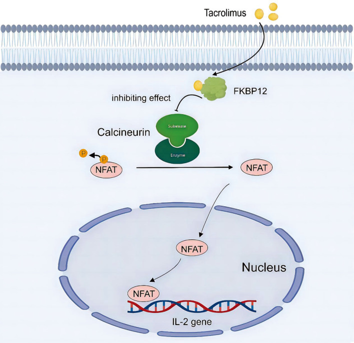 The Role of Novel Immunomodulators in the Treatment of Autoimmune Hepatitis.