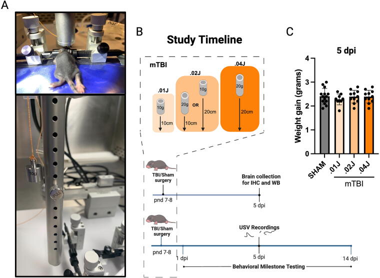 Early-Life Mild Traumatic Brain Injury Alters Neurodevelopment and Behavior in Mice.