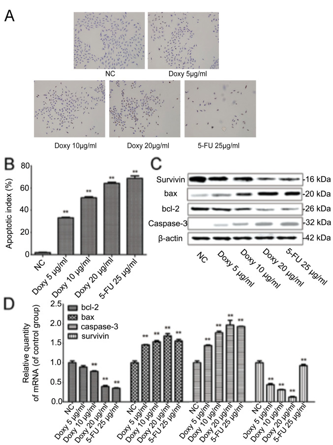 [Corrigendum] New application of an old drug: Antitumor activity and mechanisms of doxycycline in small cell lung cancer.