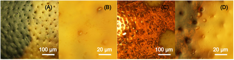 Decoding ladybird's colours: Structural mechanisms of colour production and pigment modulation.