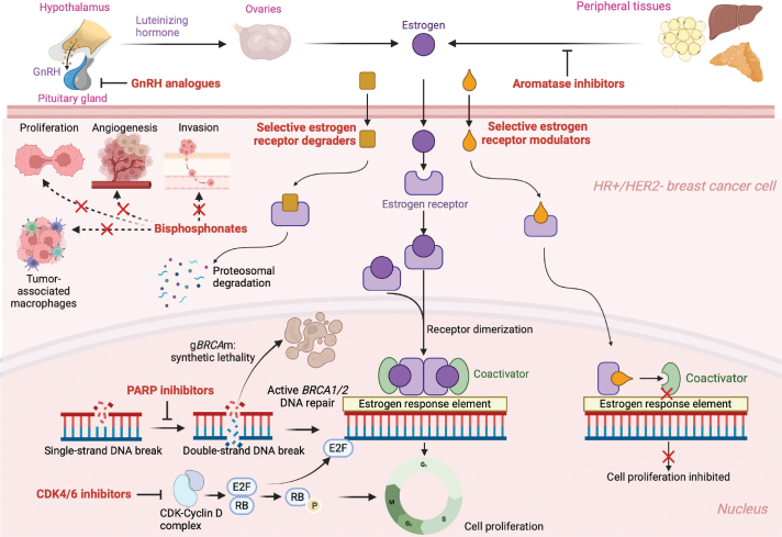 How to choose optimal adjuvant therapies for high-risk hormone receptor-positive, HER2-negative breast cancer after chemotherapy?