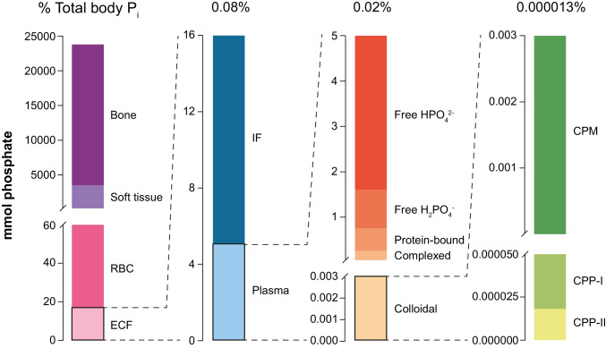 The formation and function of calciprotein particles.
