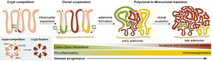 Redefining familial adenomatous polyposis: competition, cooperation, and the path to monoclonality.